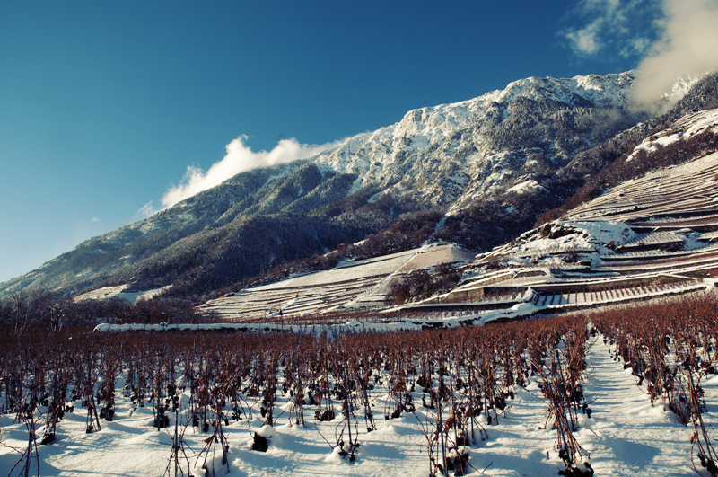 雪地里的葡萄园瓦莱州 - 瑞士
