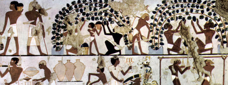 古埃及的葡萄酒种植