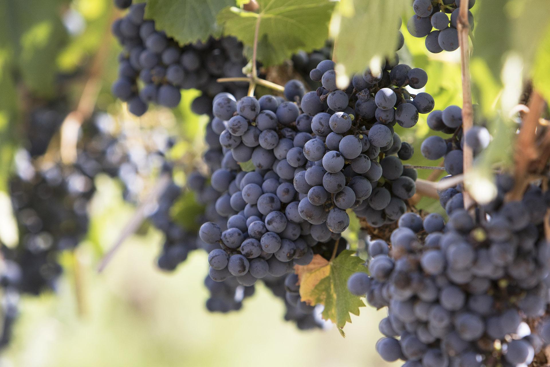 哪些是最重要的意大利葡萄？