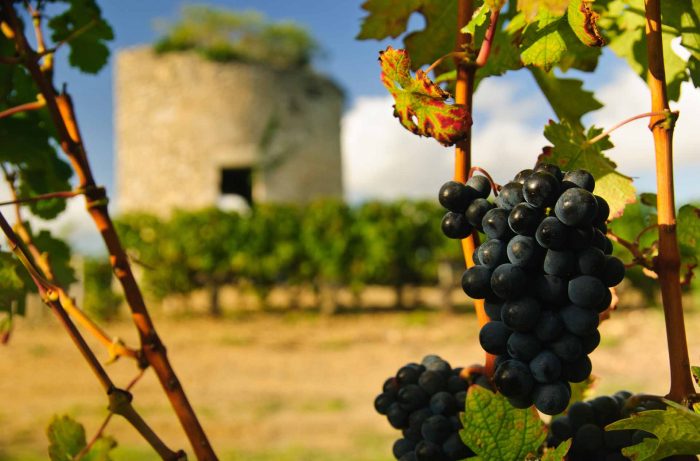 法国梅多克地区葡萄园的葡萄和毁坏的中世纪塔