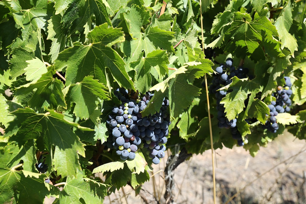 澳大利亚葡萄酒协会加强对行业可持续性的关注
