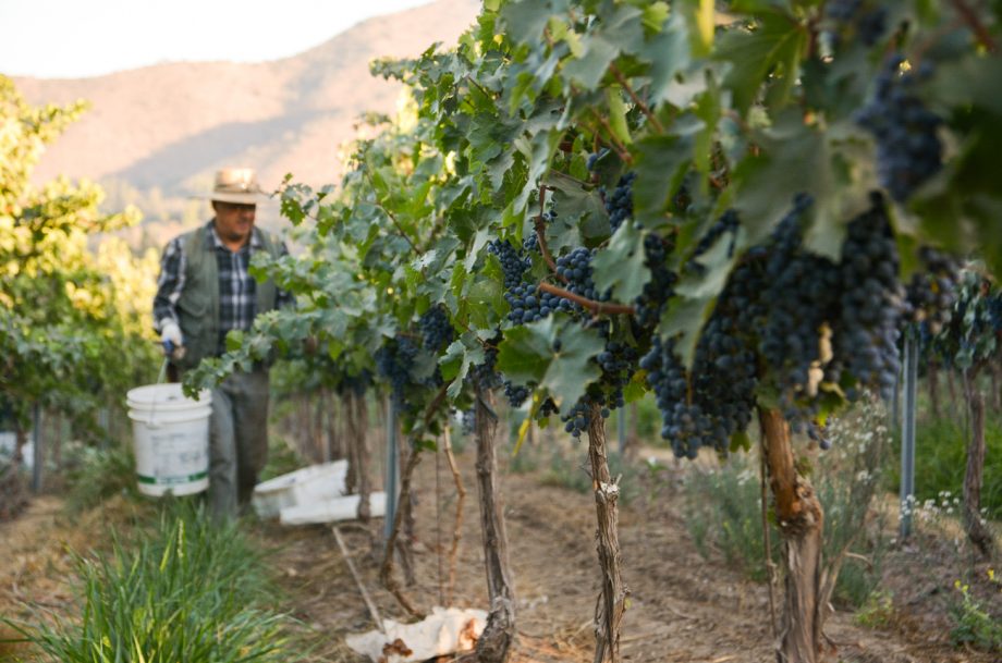 一名工人在智利的一个葡萄园里采摘葡萄