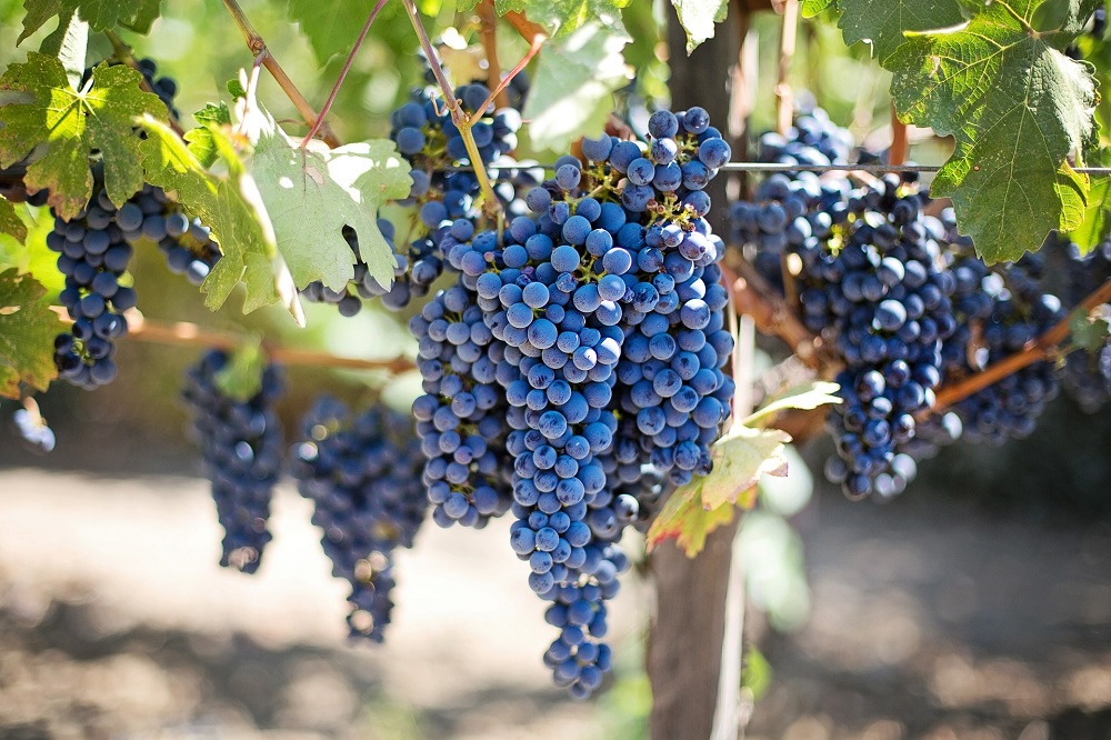 延迟葡萄成熟会带来更美味的葡萄酒