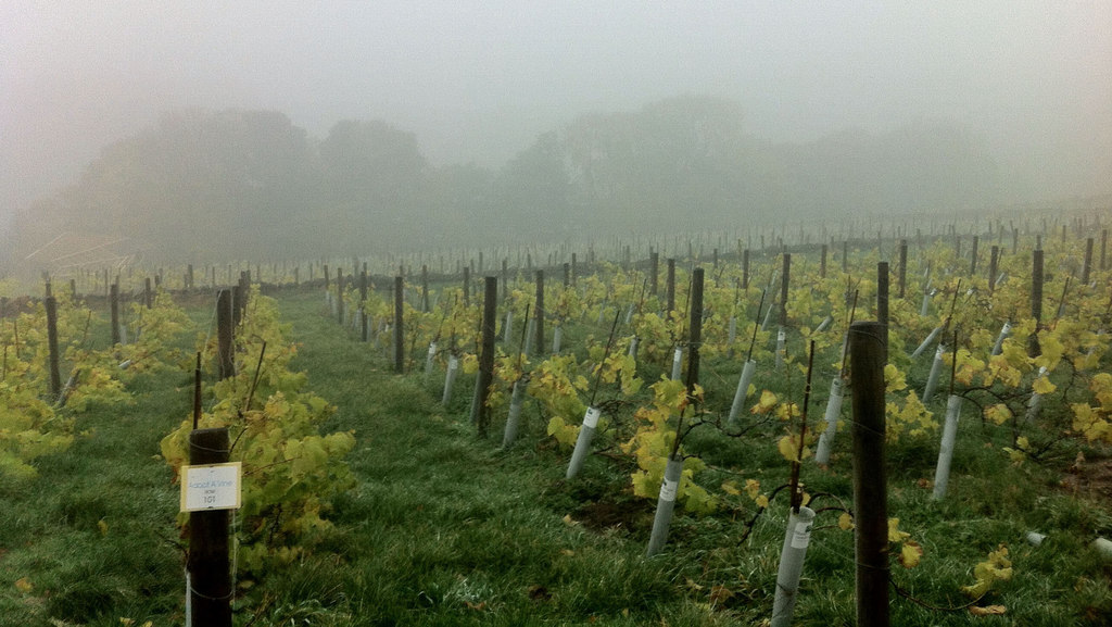 研究预测英国葡萄酒产量因气候变化而增长