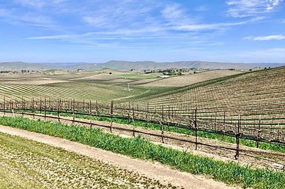 Duckhorn Portfolio 在 Paso Robles 购买了 107 公顷的葡萄园