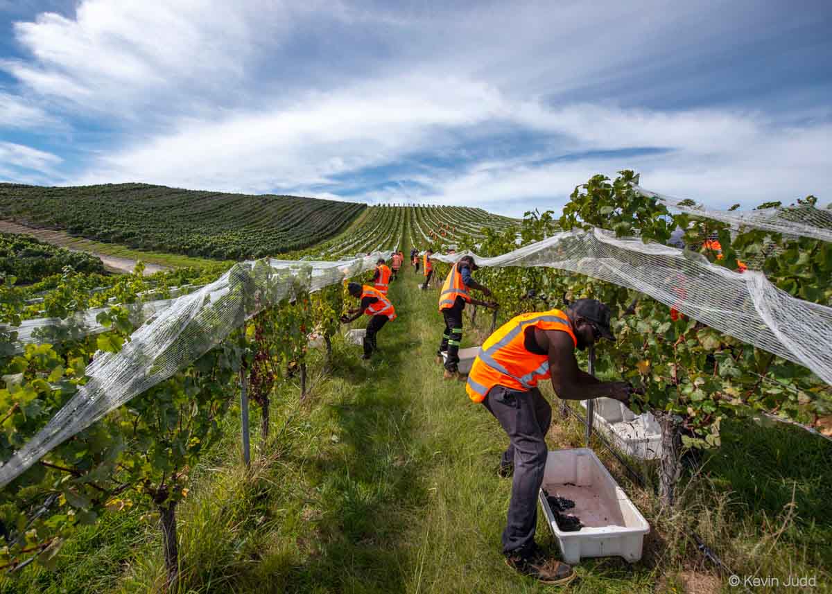 马尔堡的工人收集黑比诺葡萄