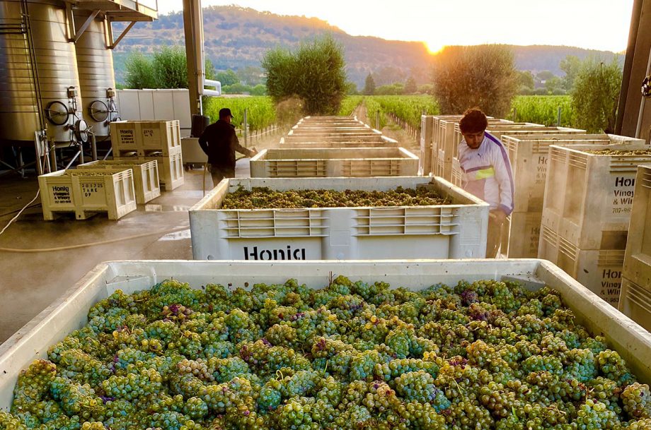 纳帕谷 2022 年收获的 Honig Sauvignon Blanc 葡萄
