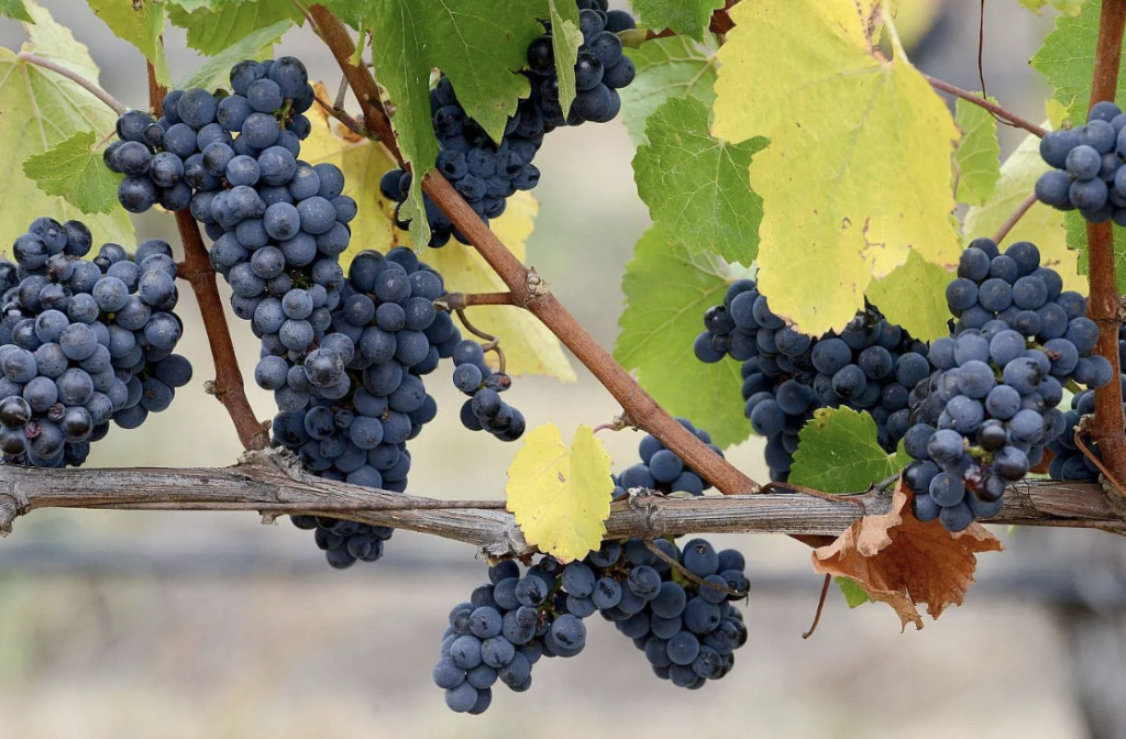 澳大利亚气候凉爽的葡萄酒产区可能会让您大吃一惊